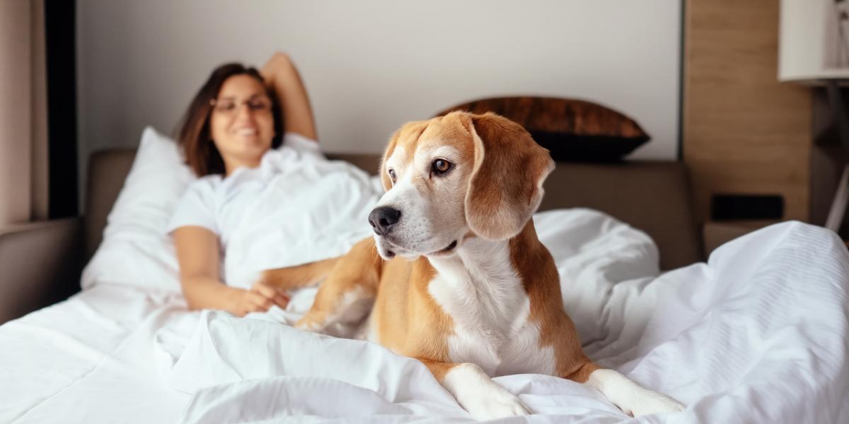 dog friendly hotels los angeles